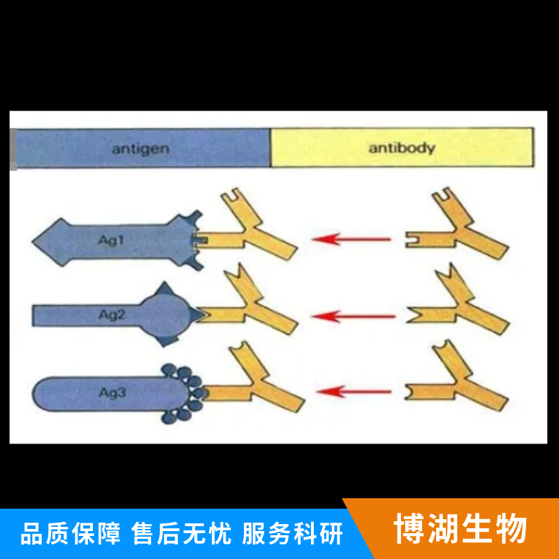信号通路WNT10B抗体