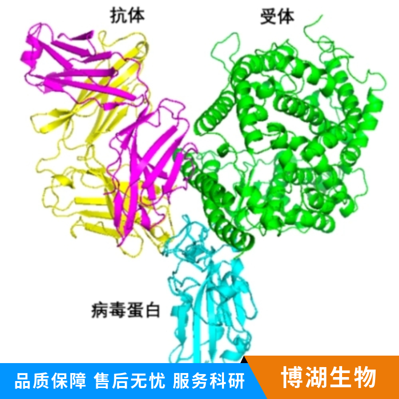 受体结合丝氨酸苏氨酸激酶3抗体