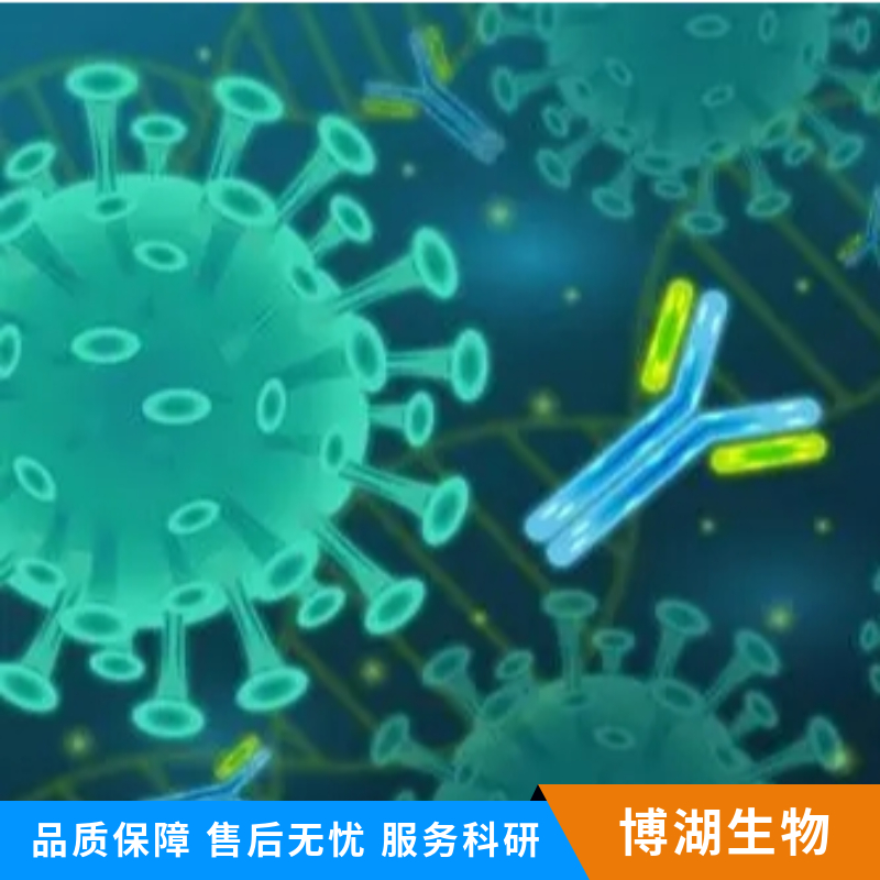 视黄酸激活基因8抗体