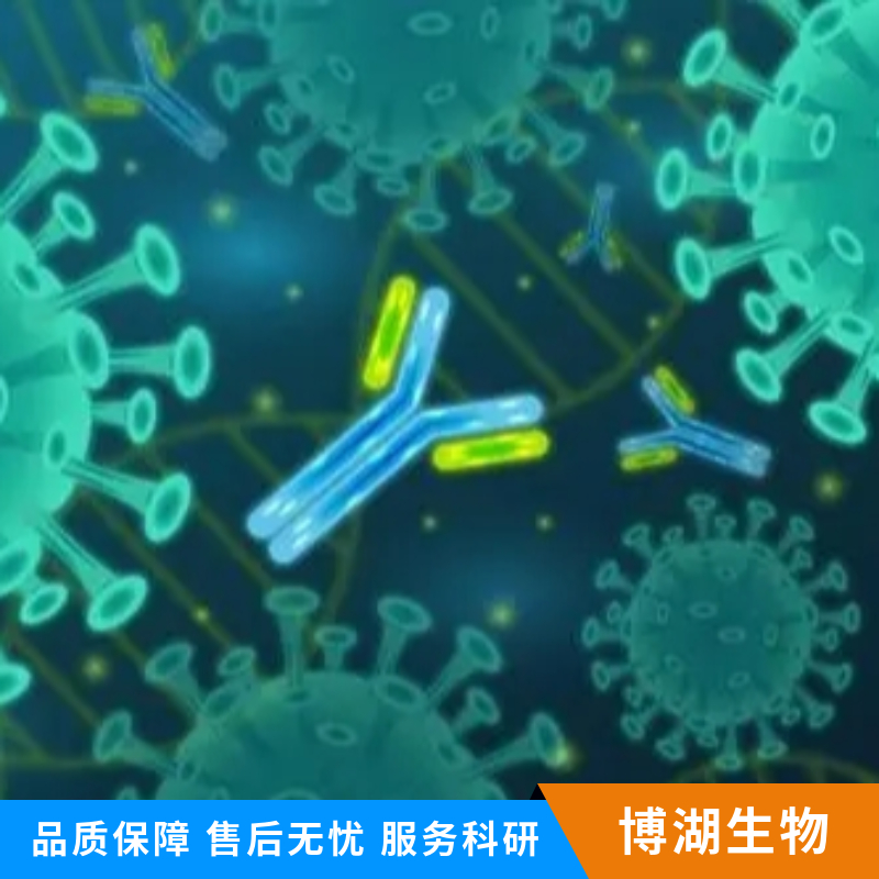 晚期糖基化终末产物特异性受体抗体