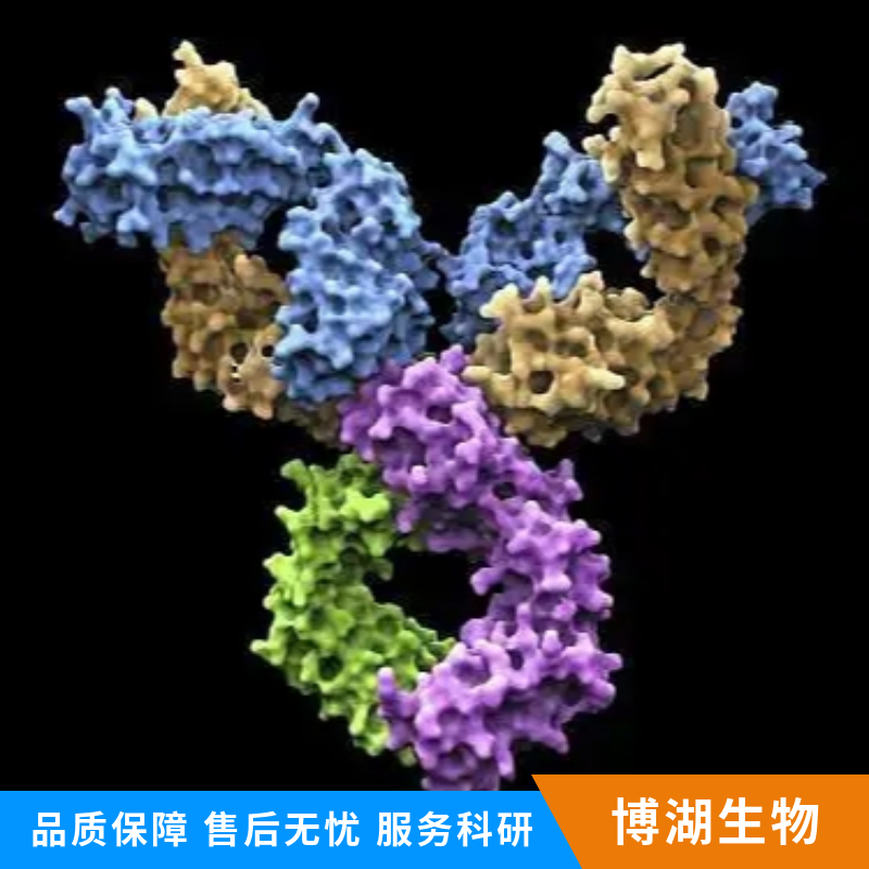 透明质酸合成酶1抗体