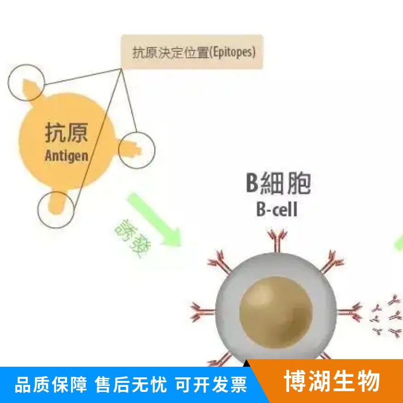 神经元抑制蛋白抗体