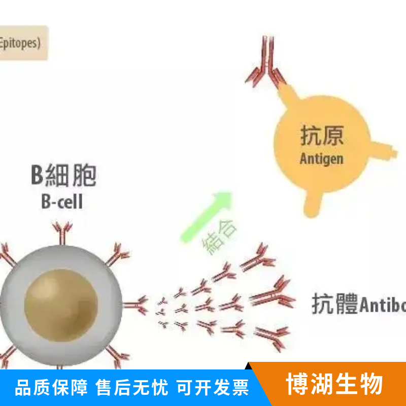 溶质载体有机阴离子转运蛋白家族成员1A1抗体