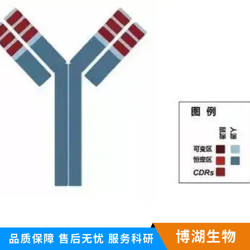 水通道蛋白8抗体