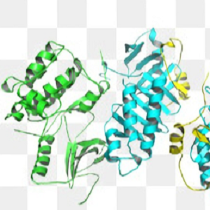 AA-BSA，Aristolochic Acid-BSA Conjugate，马兜铃酸-牛血清白蛋白偶联物