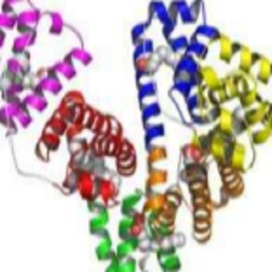 BA-OVA，Betulinic Acid-OVA Conjugate，桦木酸-鸡卵清白蛋白偶联物
