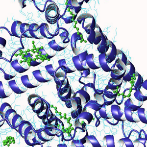Cyclopamine-BSA Conjugate，环巴胺-牛血清白蛋白偶联物