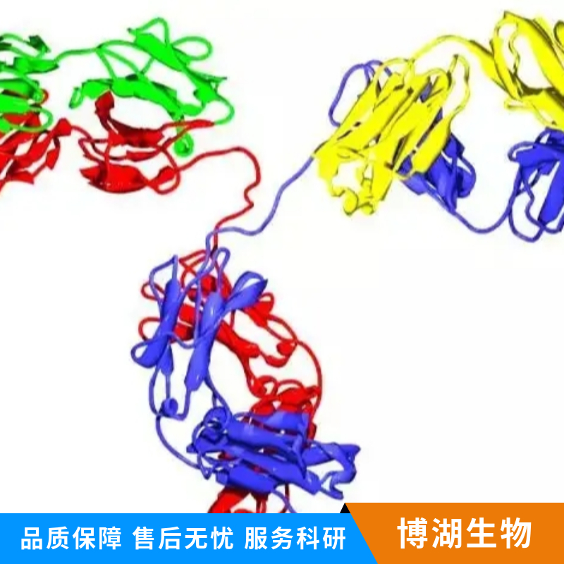 腺苷三磷酸结合盒转运体A1重组鼠单抗