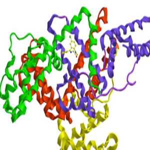 PUE-BSA，Puerarin-BSA Conjugate，葛根素-牛血清白蛋白偶联物