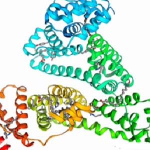 Senegenin-BSA Conjugate，远志皂苷元-牛血清白蛋白偶联物