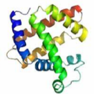 Rosmarinic Acid-OVA Conjugate，迷迭香酸-鸡卵清白蛋白偶联物