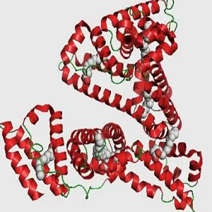 Andrographolide-BSA Conjugate，穿心莲内酯-牛血清白蛋白偶联物