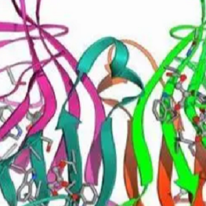 Paeoniflorin-OVA Conjugate，芍药苷-鸡卵清白蛋白偶联物