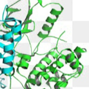Ferulic Acid-OVA，阿魏酸-鸡卵清白蛋白偶联物