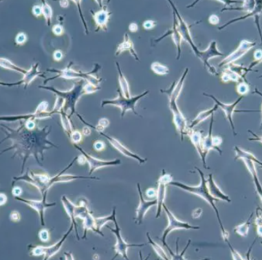 Chryseobacterium Buanense