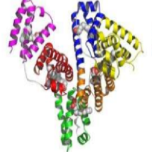 Fluvastatin-OVA Conjugate，氟伐他汀-鸡卵清白蛋白偶联物
