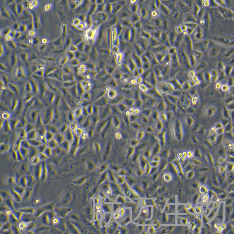 A549-LUC细胞（人非小细胞肺癌细胞荧光素酶标记）LM8C0016-L