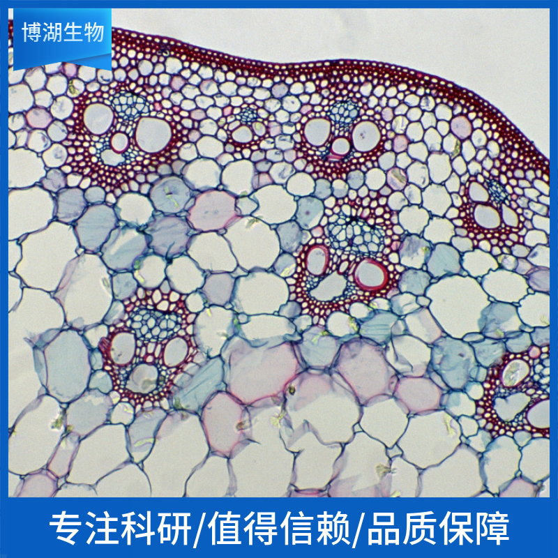 Ca Ski人子宫癌细胞