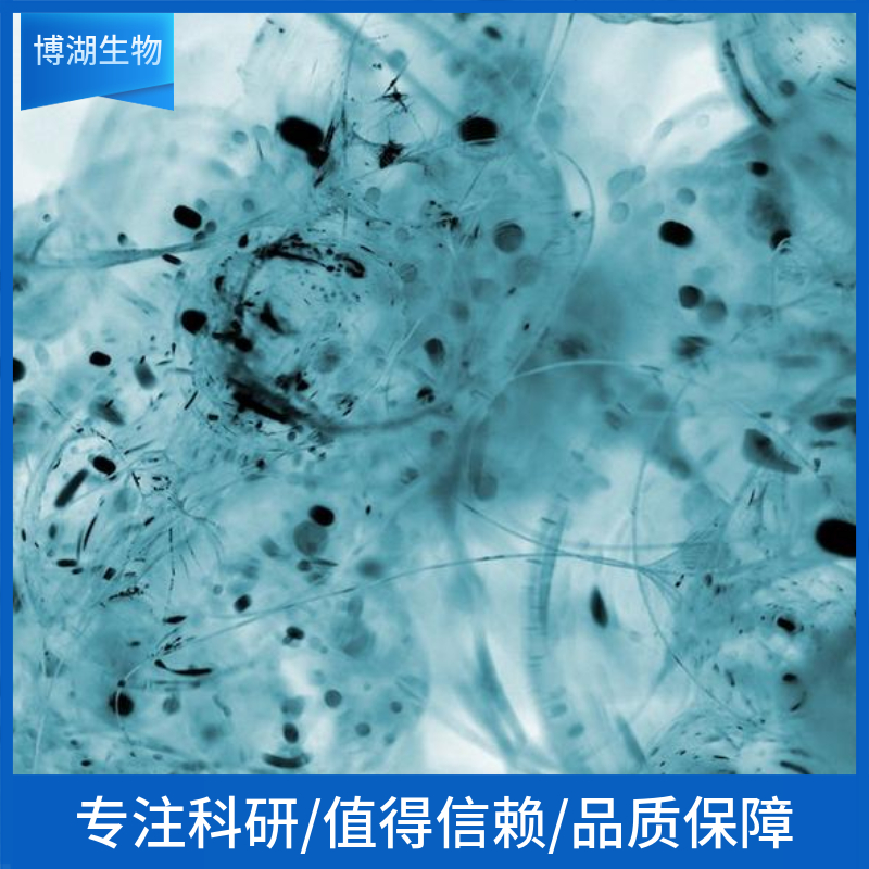 HCC1143人乳腺癌细胞