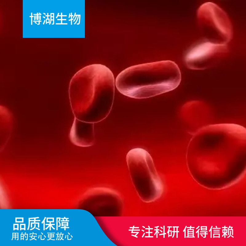 HCC2218人乳腺癌细胞