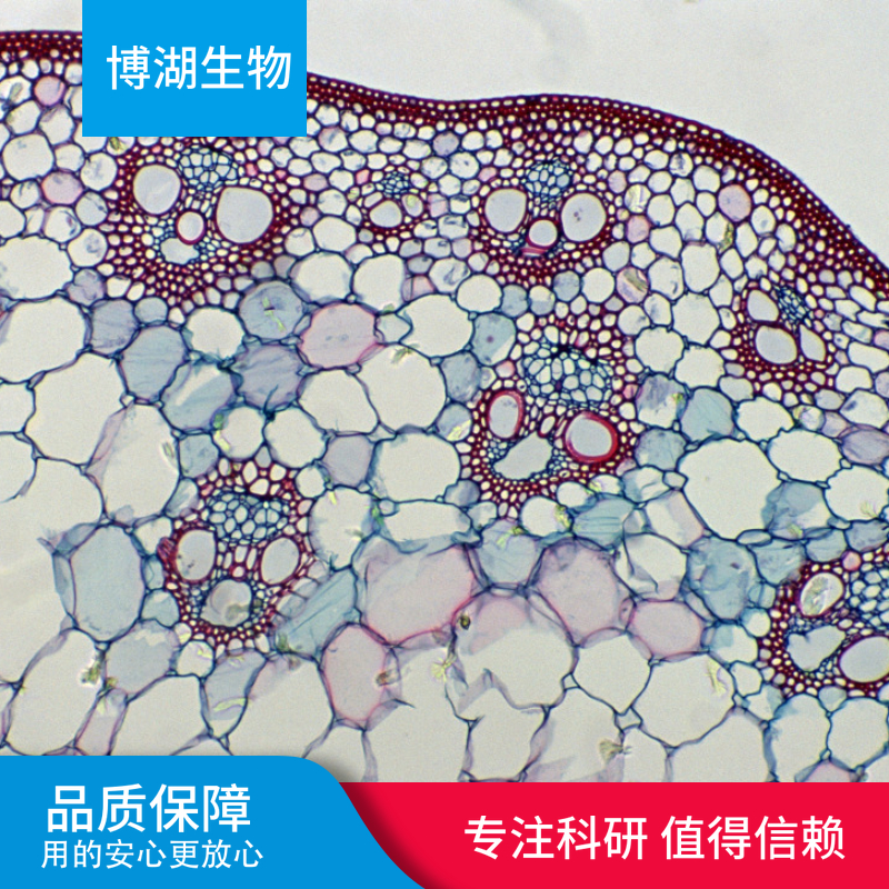 CCD-1069Sk人乳腺浸润性导管癌旁皮肤细胞