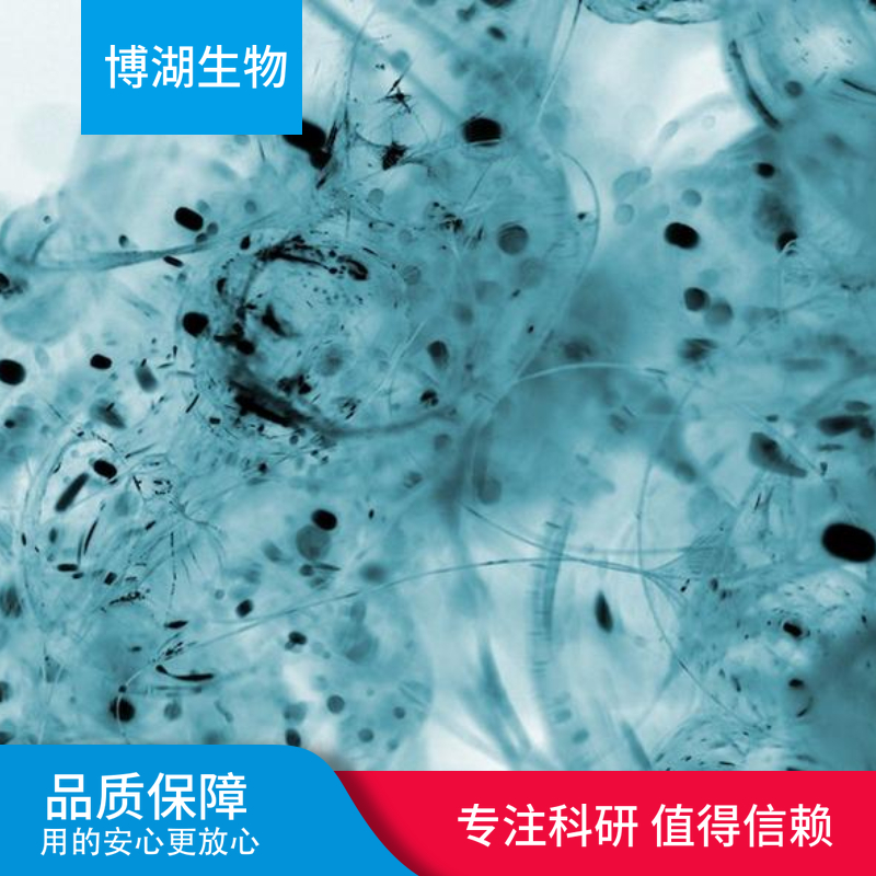 CCD-1069Sk人乳腺浸润性导管癌旁皮肤细胞