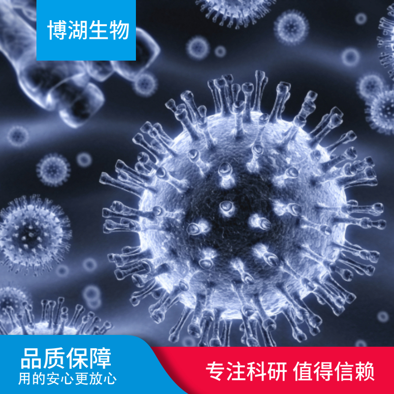 CCD-1069Sk人乳腺浸润性导管癌旁皮肤细胞