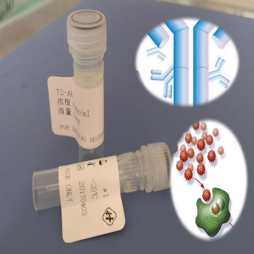 鼠抗牛羊口蹄疫O型配对单克隆抗体