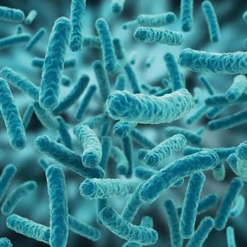 Flavobacterium Chungangense