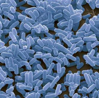 Escherichia Coli 百欧博伟生物