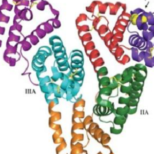 Flunixin-OVA Conjugate，氟尼辛-鸡卵清白蛋白偶联物