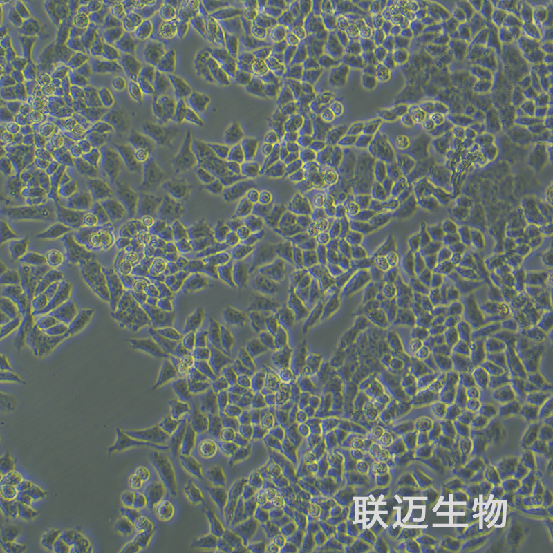 A2780细胞（卵巢癌细胞）LM8C0013