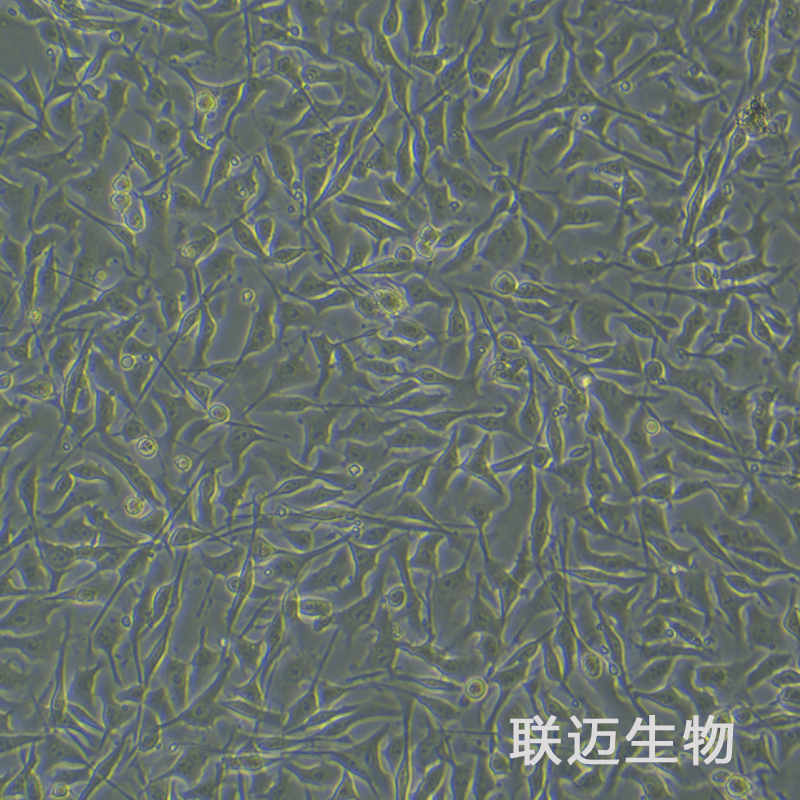 B16细胞（小鼠黑色素瘤细胞）LM8C0029