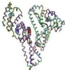 CPT-OVA，喜树碱-鸡卵清白蛋白偶联物