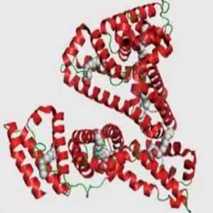 Celastrol-Ovalbumin Conjugate，雷公藤红素-鸡卵清白蛋白偶联物