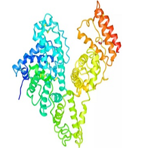 Celastrol-BSA Conjugate，雷公藤红素-牛血清白蛋白偶联物