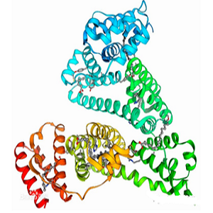 Baicalin-BSA Conjugate，黄芩苷-牛血清白蛋白偶联物