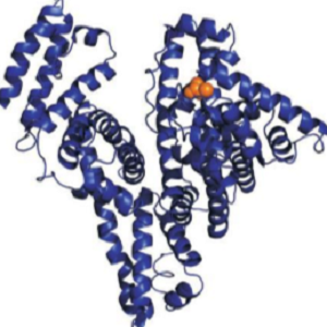 UDCA-BSA，熊去氧胆酸-牛血清白蛋白偶联物