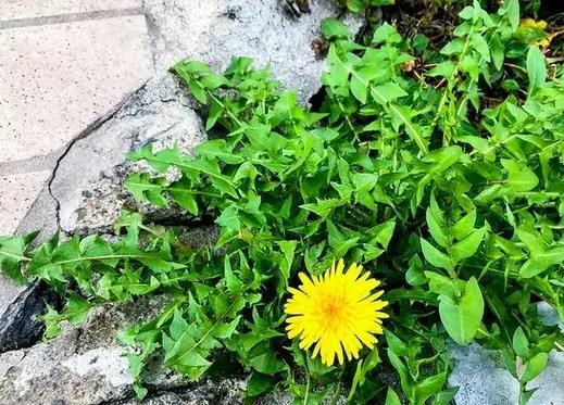 蒲公英提取物   蒲公英黄酮