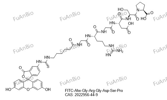 FITC-Ahx-Gly-Arg-Gly-Asp-Ser-Pro