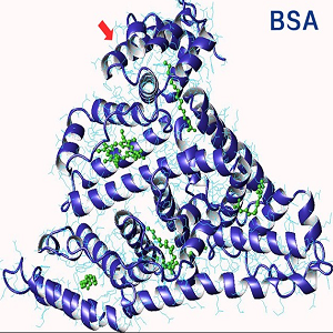 Salvianolic Acid B-BSA Conjugate，丹酚酸B-牛血清白蛋白偶联物