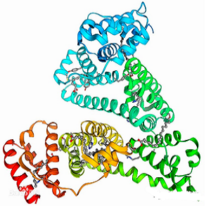 RH-OVA，Rhein-OVA Conjugate，大黄酸-鸡卵清白蛋白偶联物