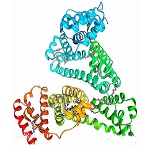 Cholate-OVA，胆酸-鸡卵清白蛋白偶联物