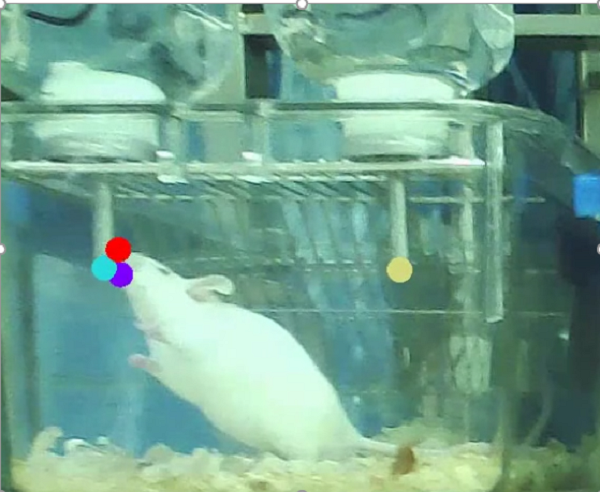 大小鼠糖水偏爱实验系统|cc|动物行为学整体解决方案