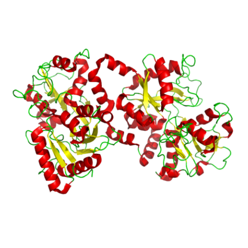 天然人Lactoferrin蛋白