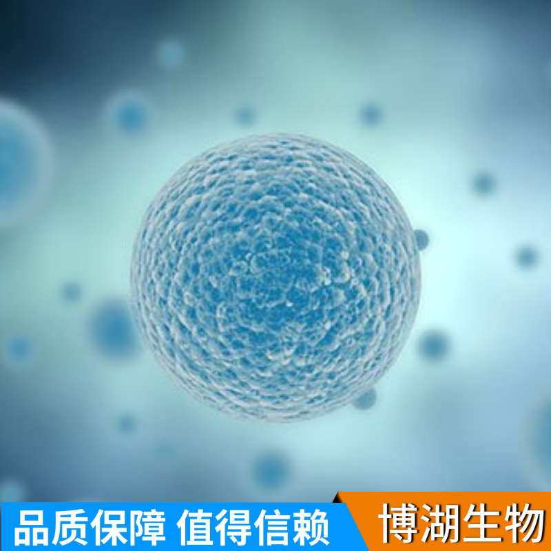 LN-229人脑部多形性成釉细胞瘤细胞