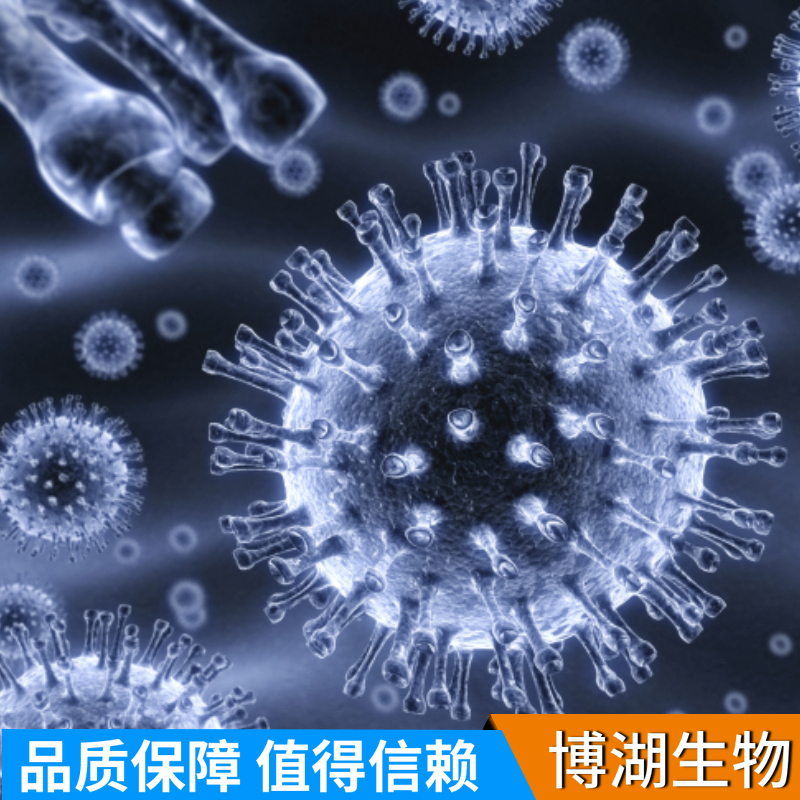 LN-229人脑部多形性成釉细胞瘤细胞