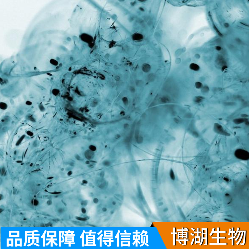 LN-229人脑部多形性成釉细胞瘤细胞