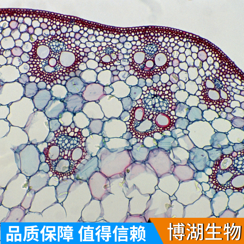 LN-229人脑部多形性成釉细胞瘤细胞