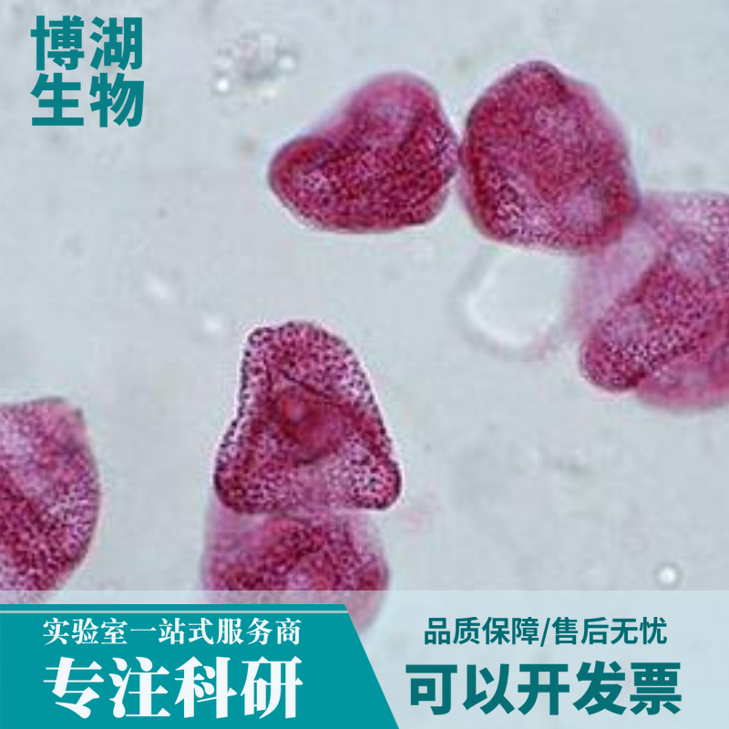 LXF-289人非小细胞肺癌细胞